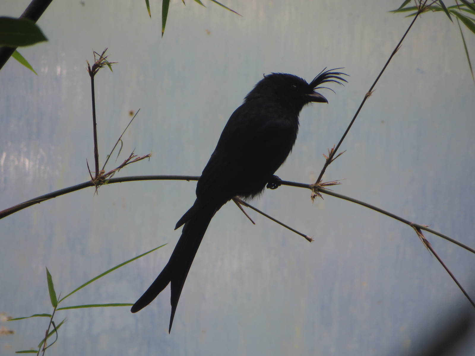 Masoala - Madagascar drongo