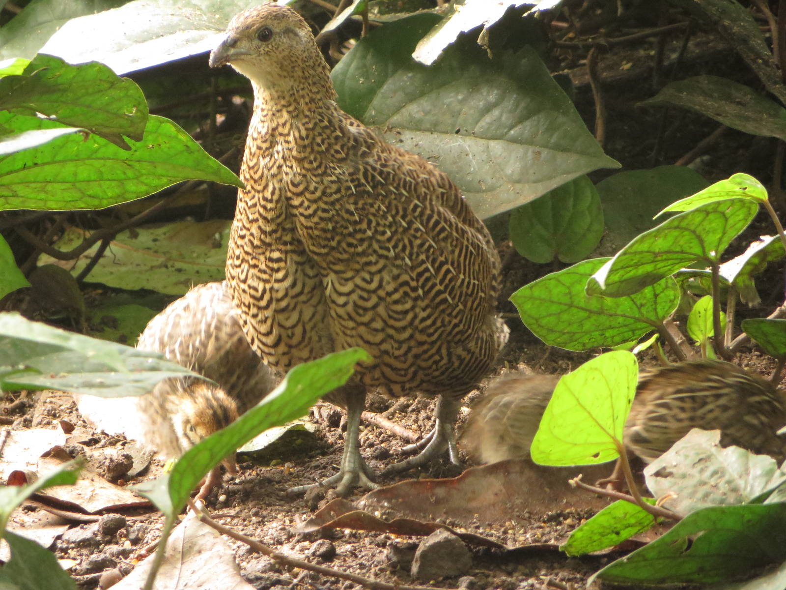 Masoala - Madagascar partridge
