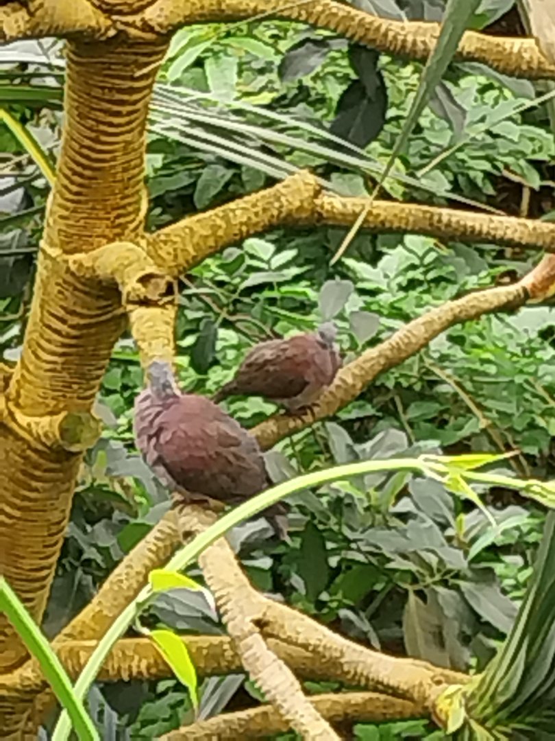 Masoala - Madagascar turtle dove (Nesoenas picturatus)