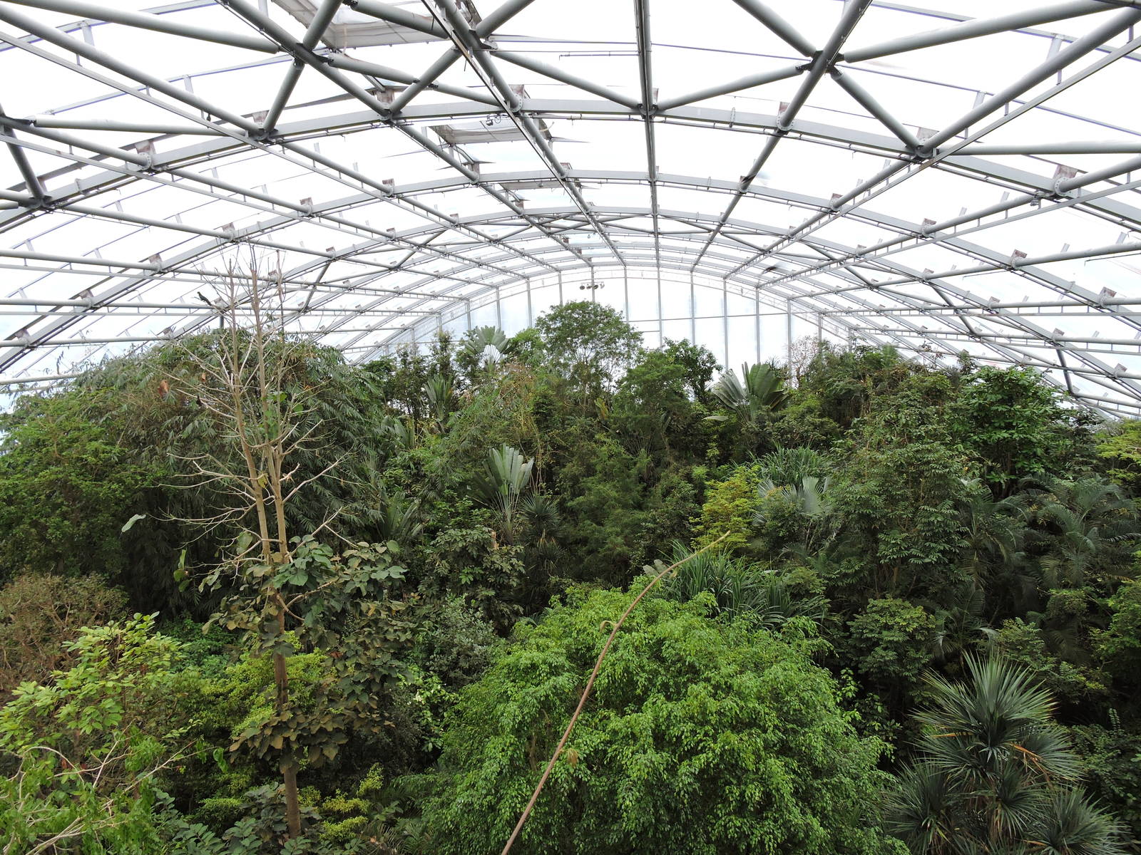 "Masoala" Malagasy rainforest