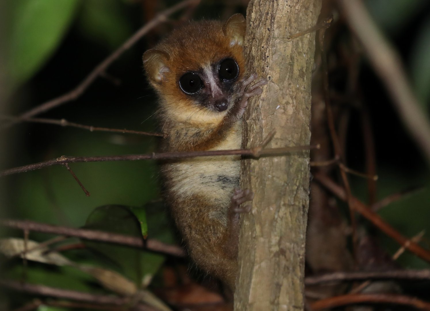 Masoala Mouse Lemur (Microcebus sp.)