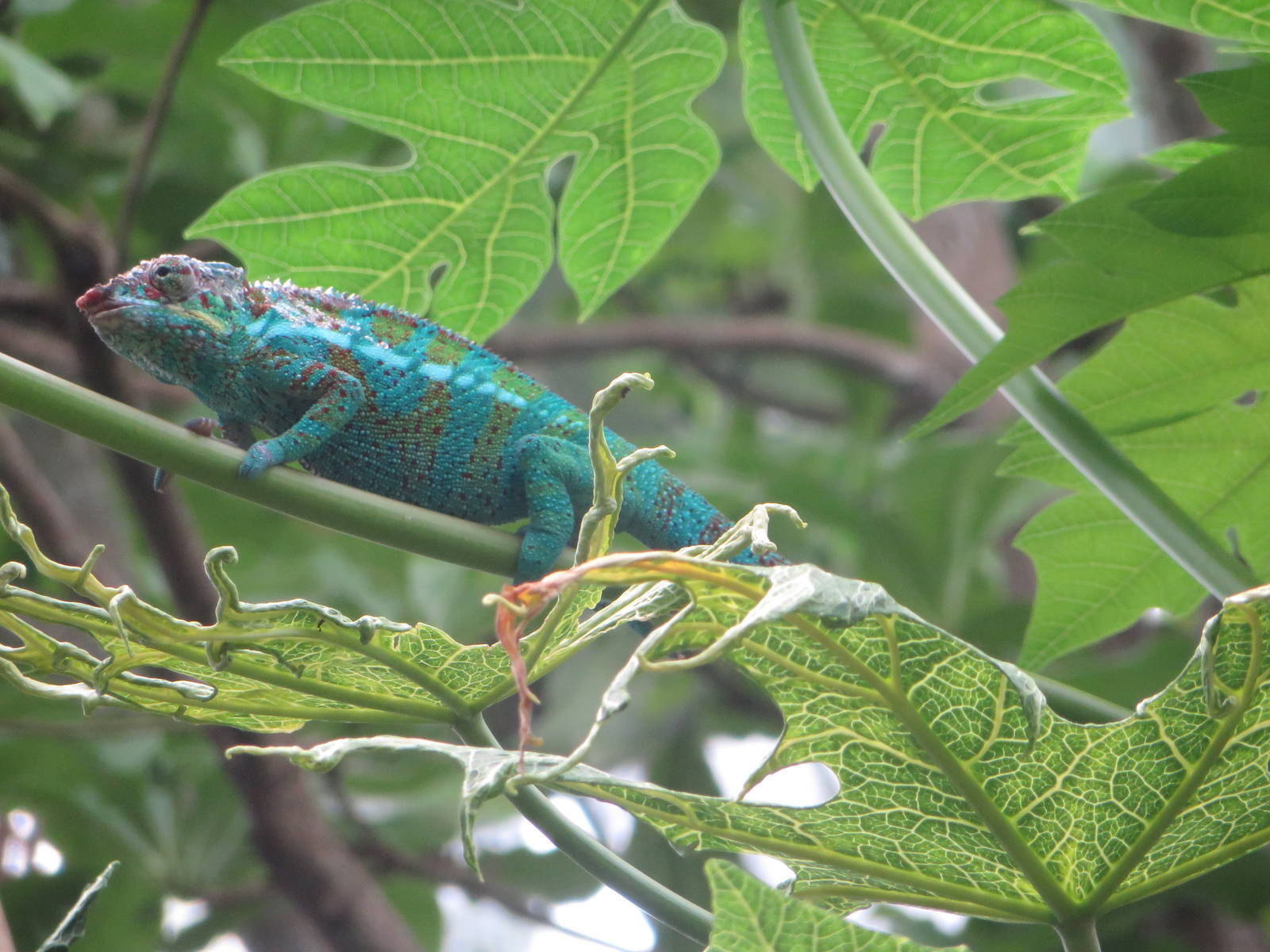 Masoala - Panther chamaleon