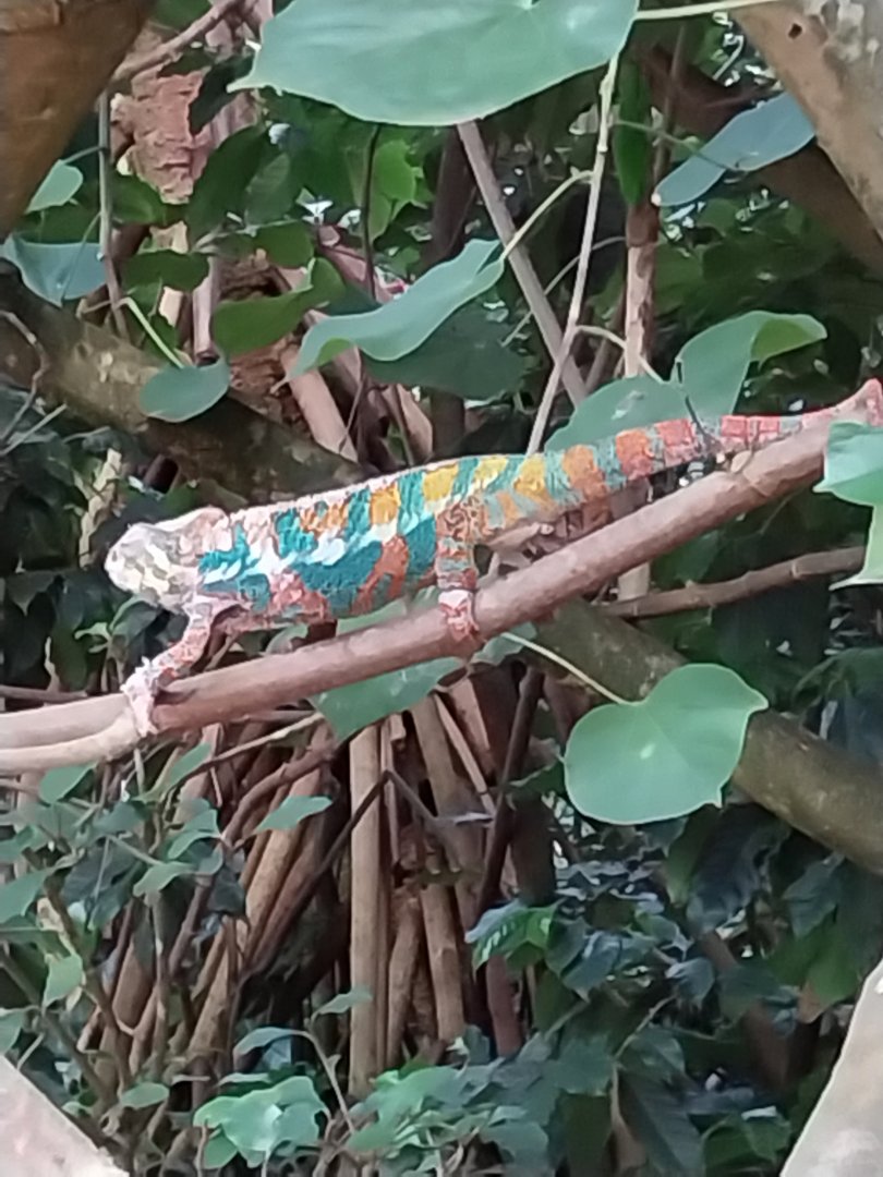 Masoala - Panther chameleon (Furcifer pardalis)