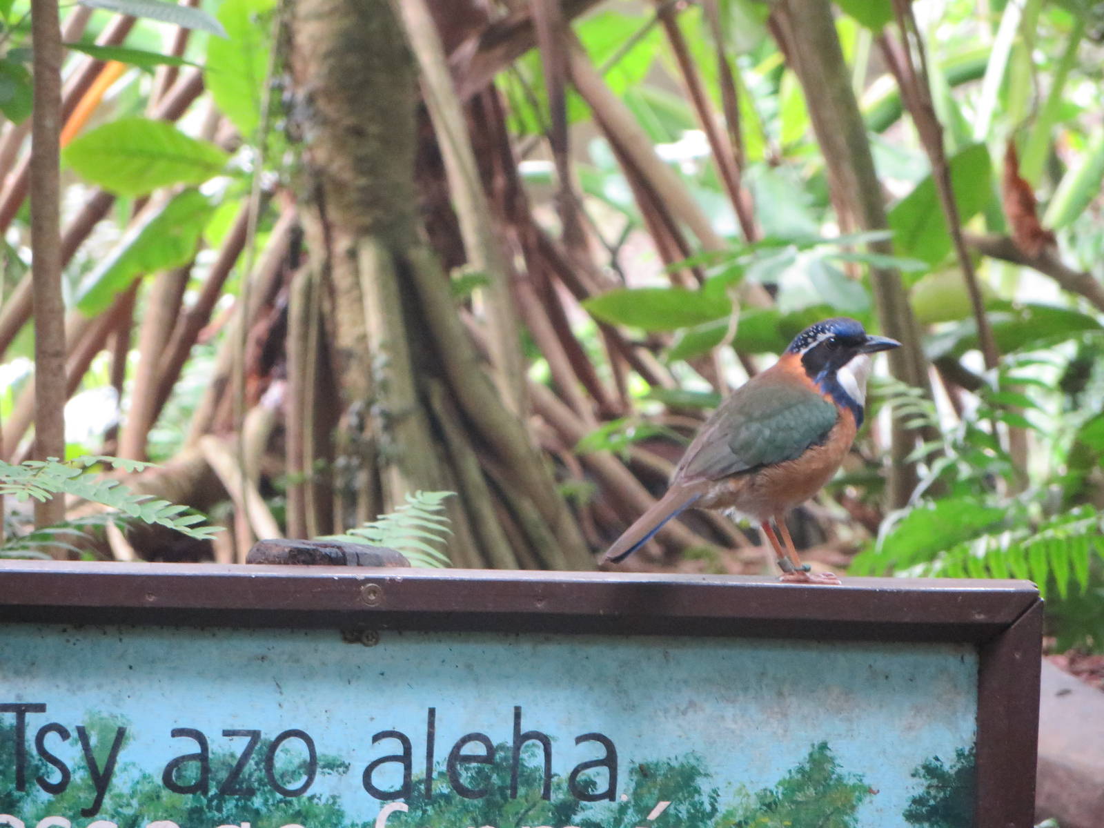 Masoala - Pitta-like ground roller