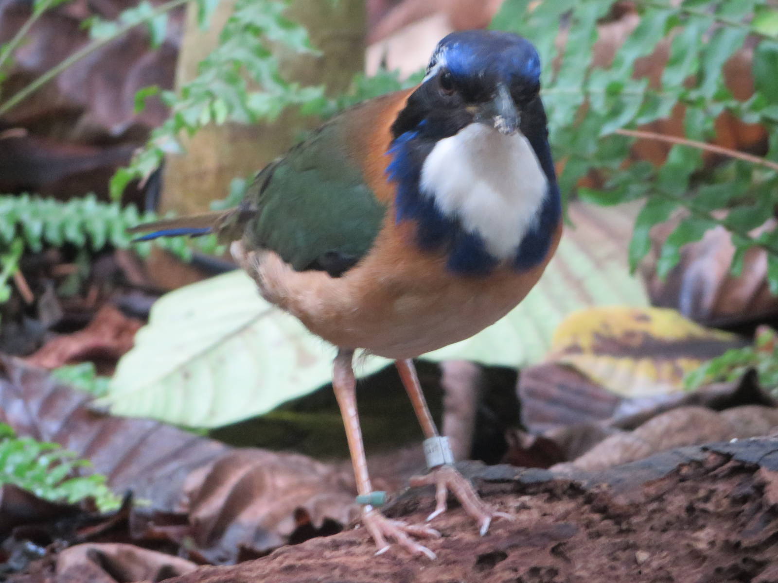 Masoala - Pitta-like ground roller