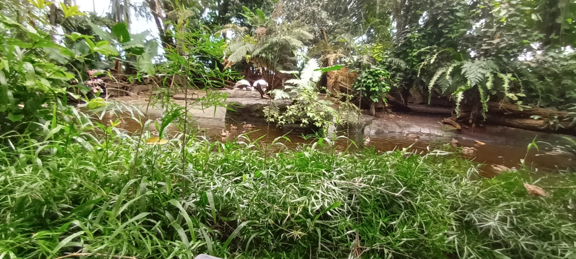 Masoala Rainforest Aldabra giant Tortoise Enclosure