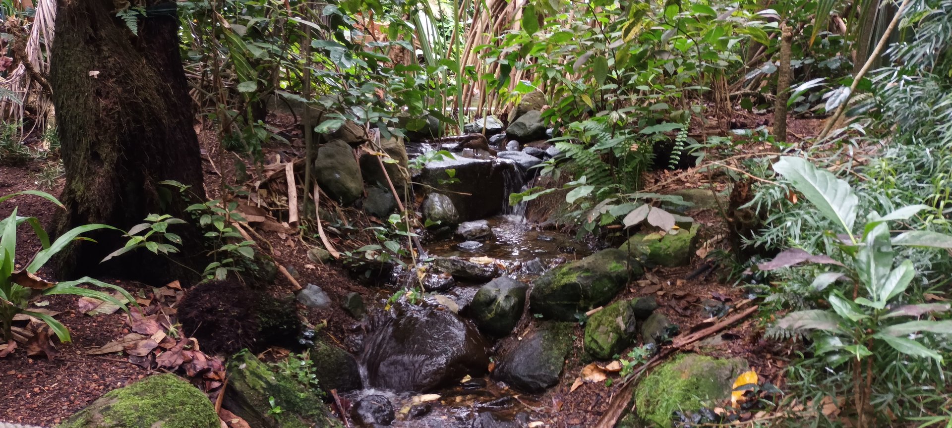 Masoala Rainforest Creek