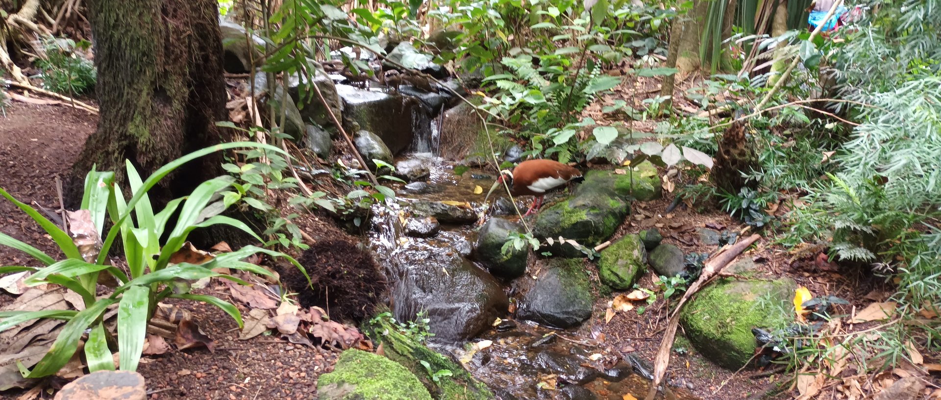 Masoala Rainforest Madagascar crested Ibis