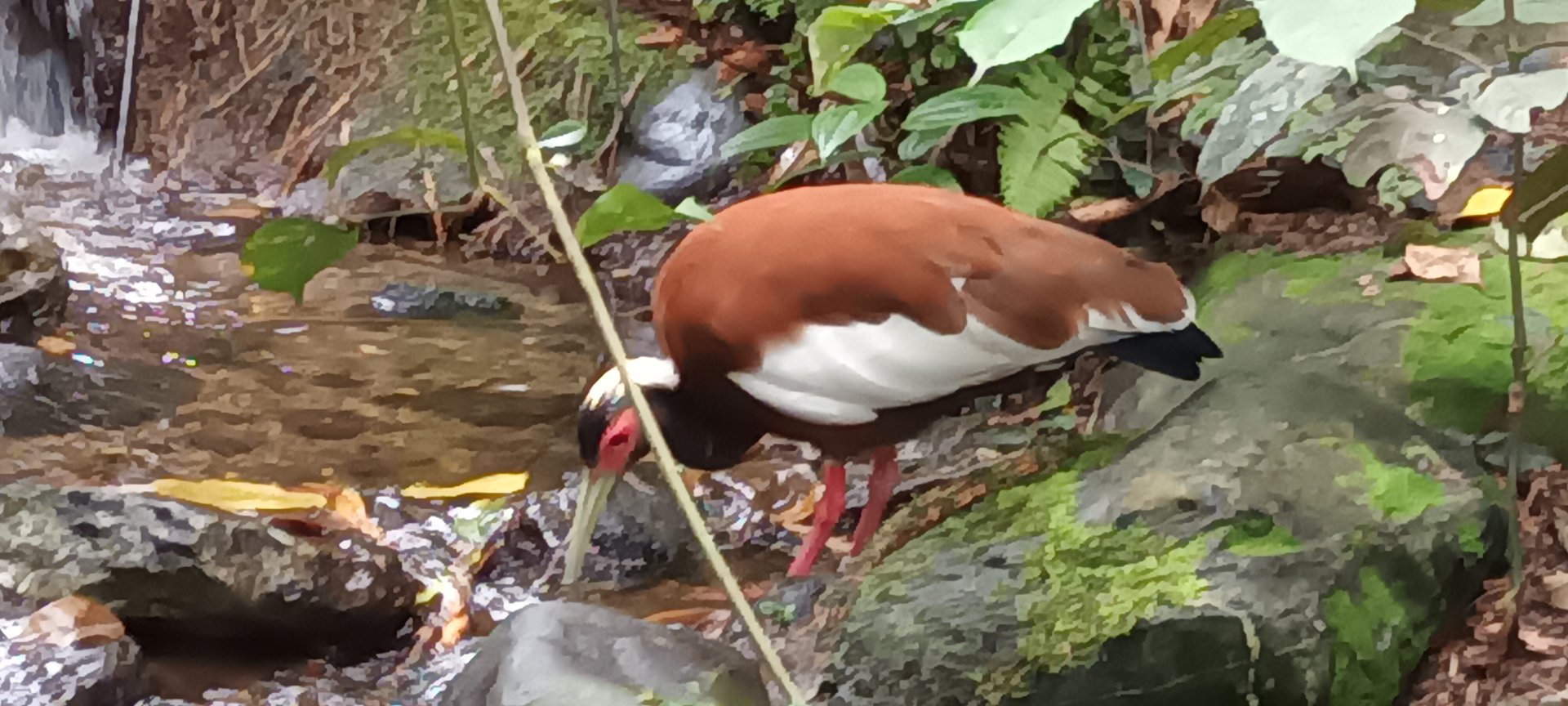 Masoala Rainforest Madagascar crested Ibis