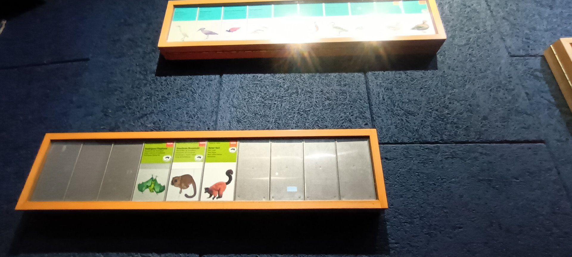 Masoala Rainforest Mammal Signage