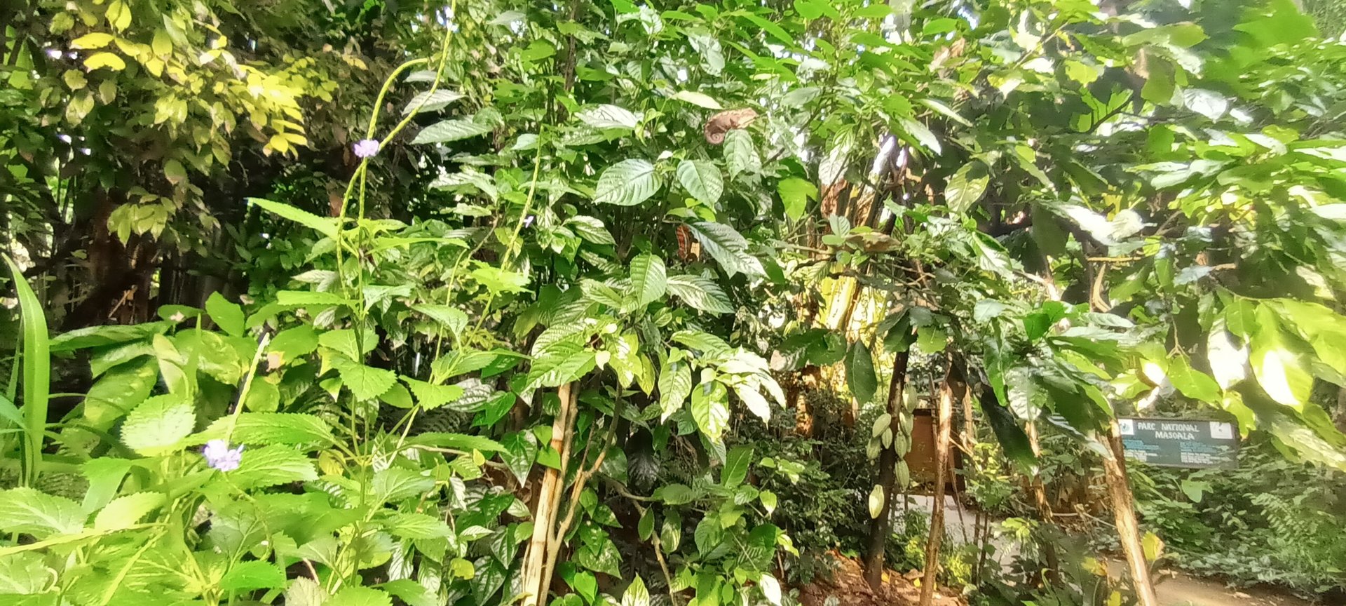 Masoala Rainforest Panther Chameleons