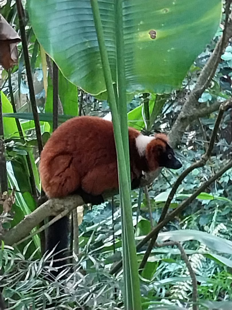 Masoala - Red rufted lemur (Varecia rubra)