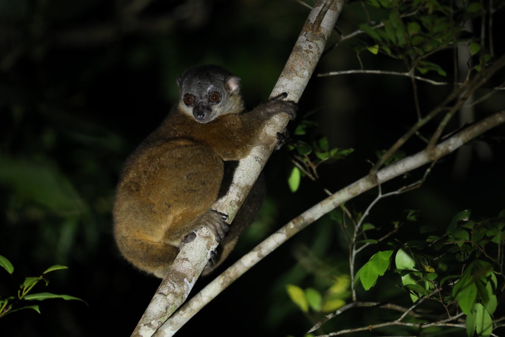 Masoala sportive lemur (Lepilemur scottorum)