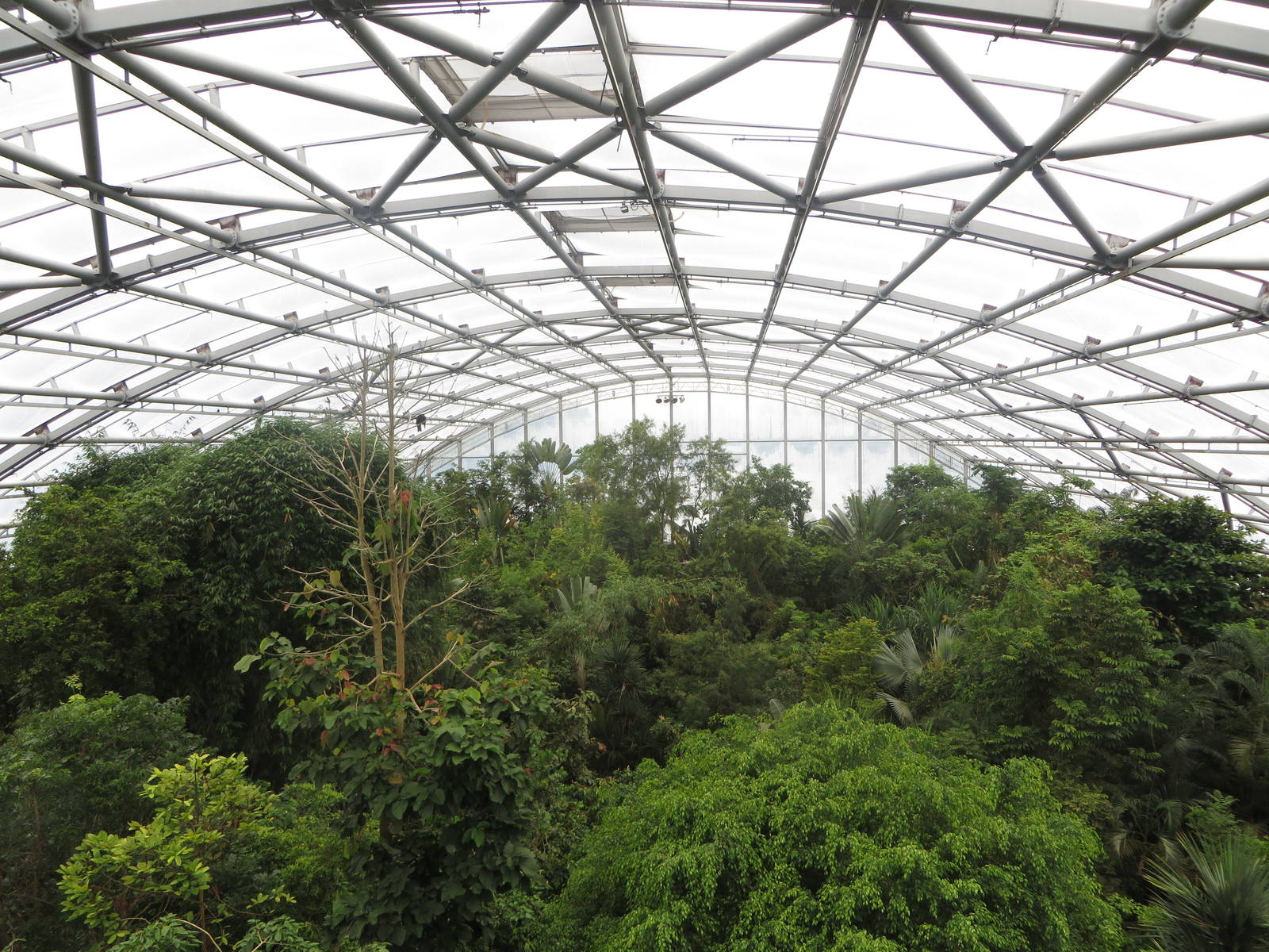 Masoala- treetop overview June 2015