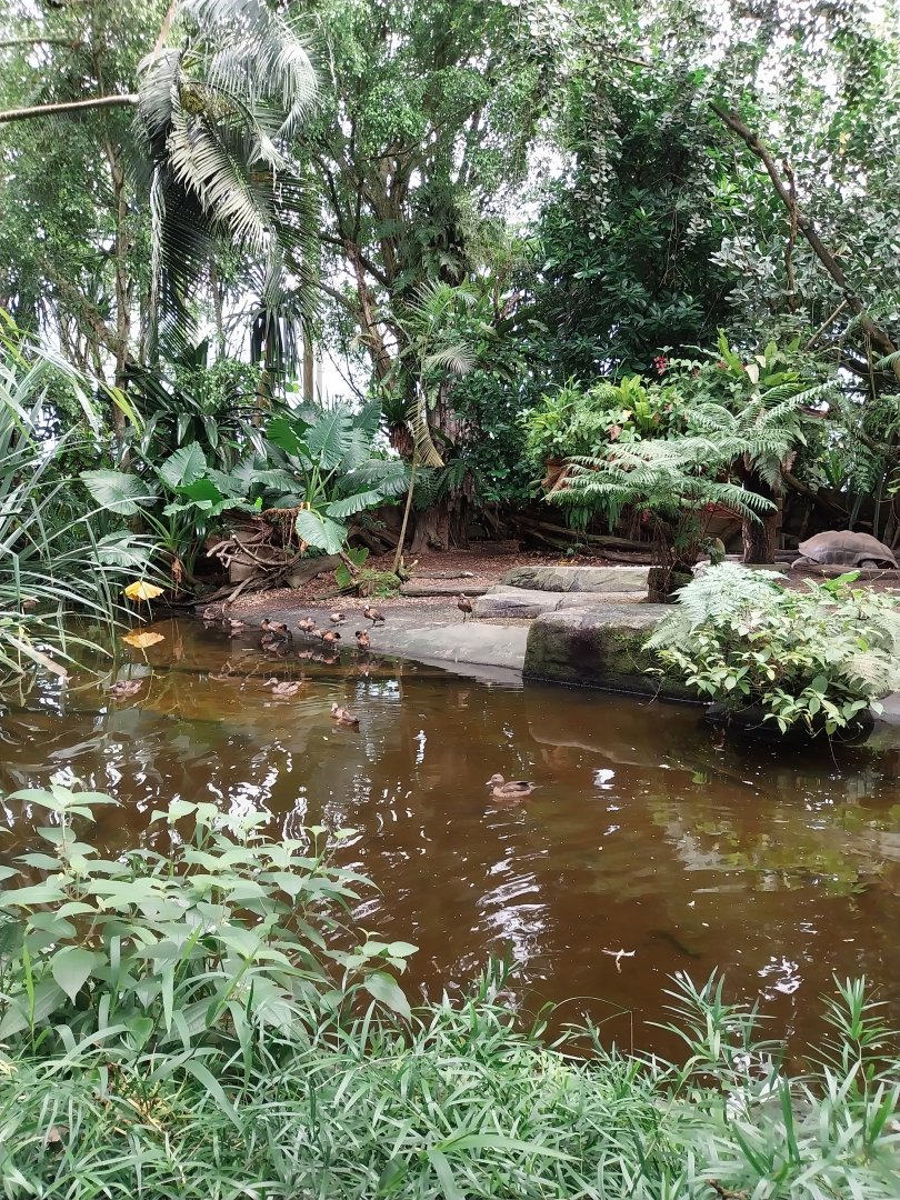 Masoala - Upper pond in the giant tortoise enclosure