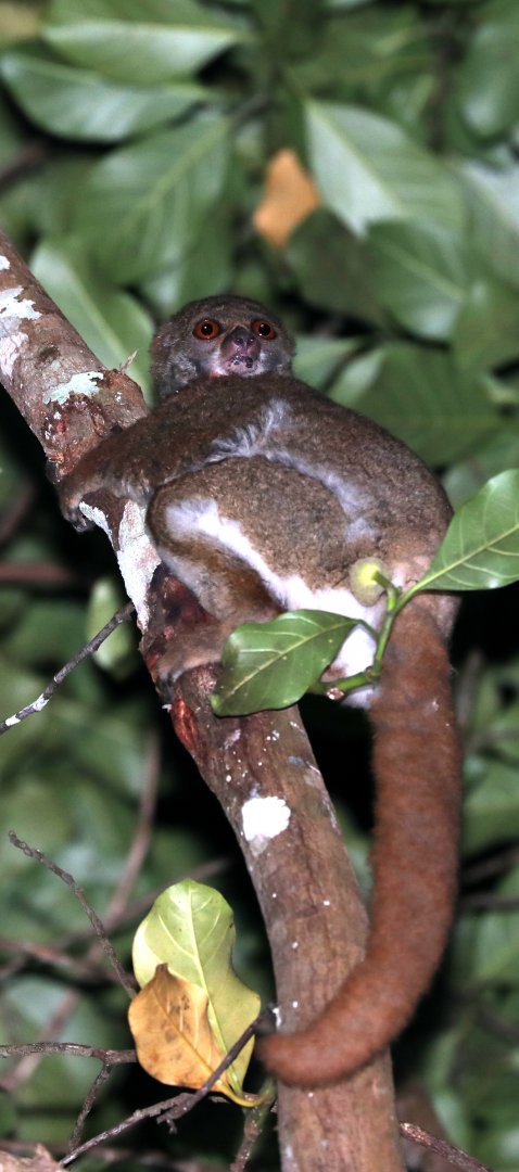 Masoala woolly lemur (Avahi mooreorum)