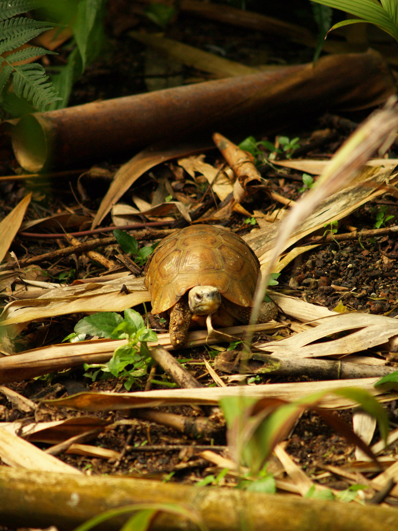 Masoala - Zoo Zürich