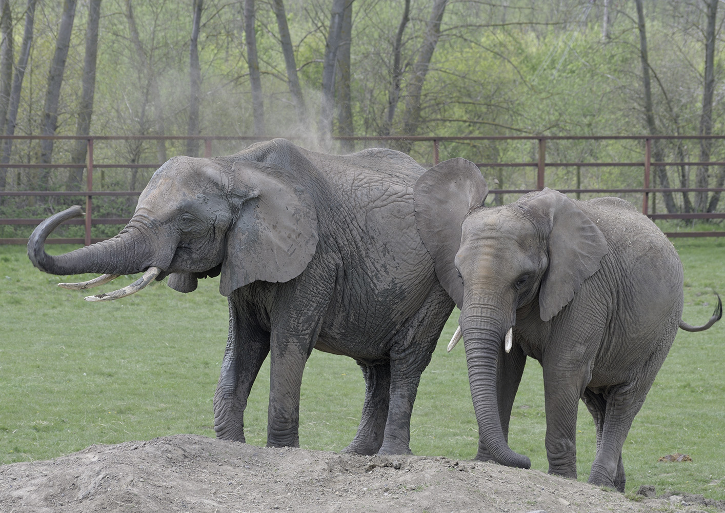 Massa has a dust bath
