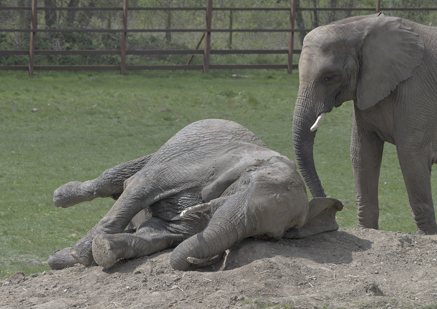 Massa has a lie-down