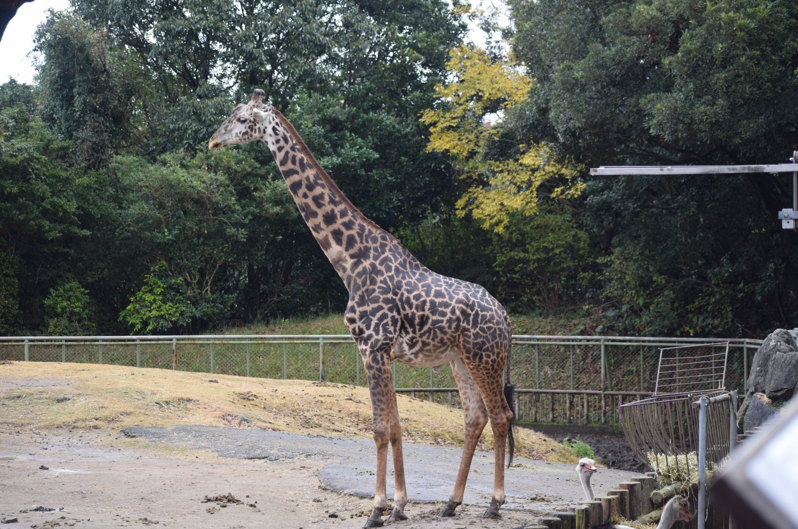 Massai giraffe - Hirakawa Zoo