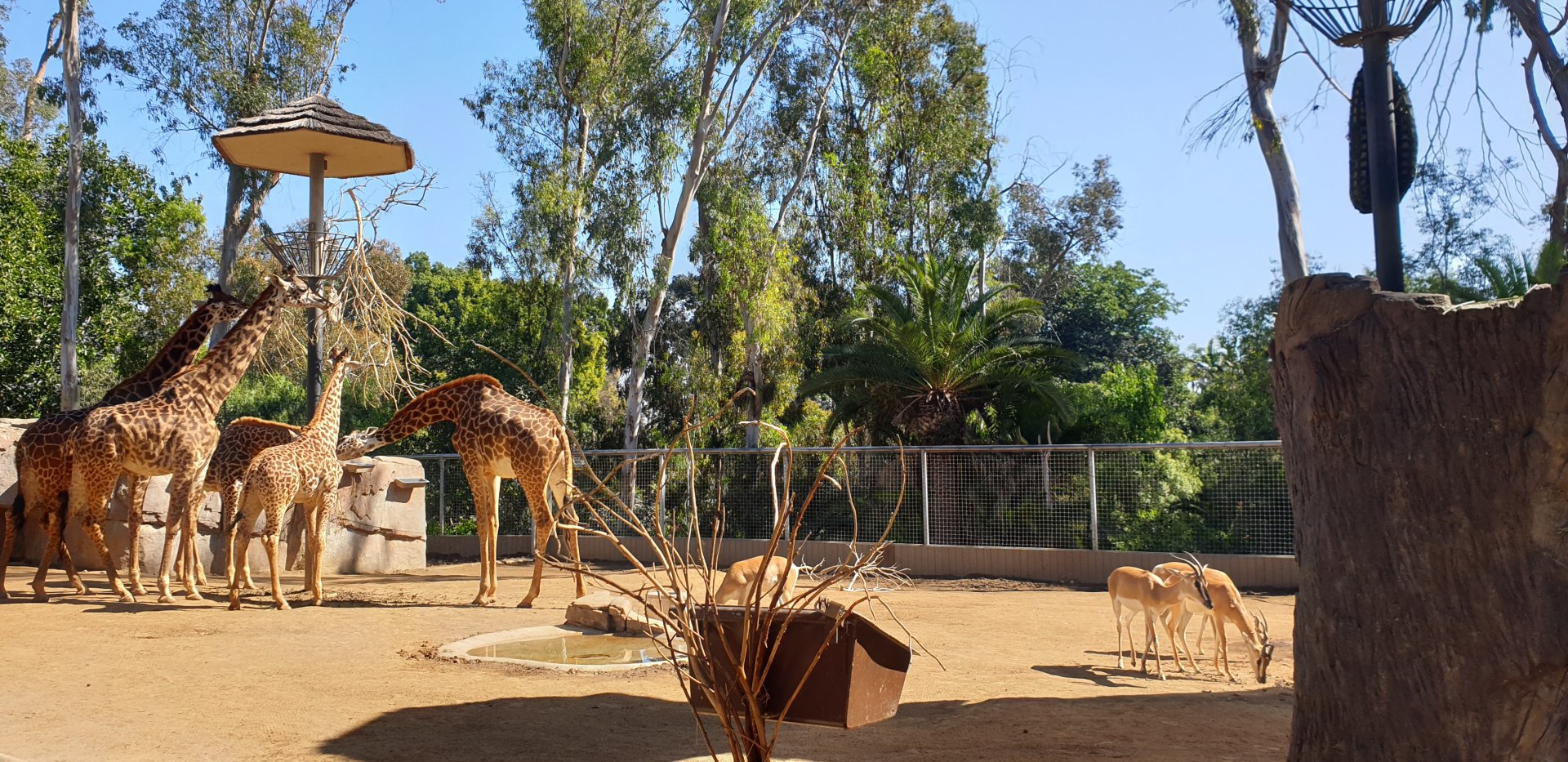 Massai Giraffe & Nubian Soemmerring's gazelle, Urban jungle