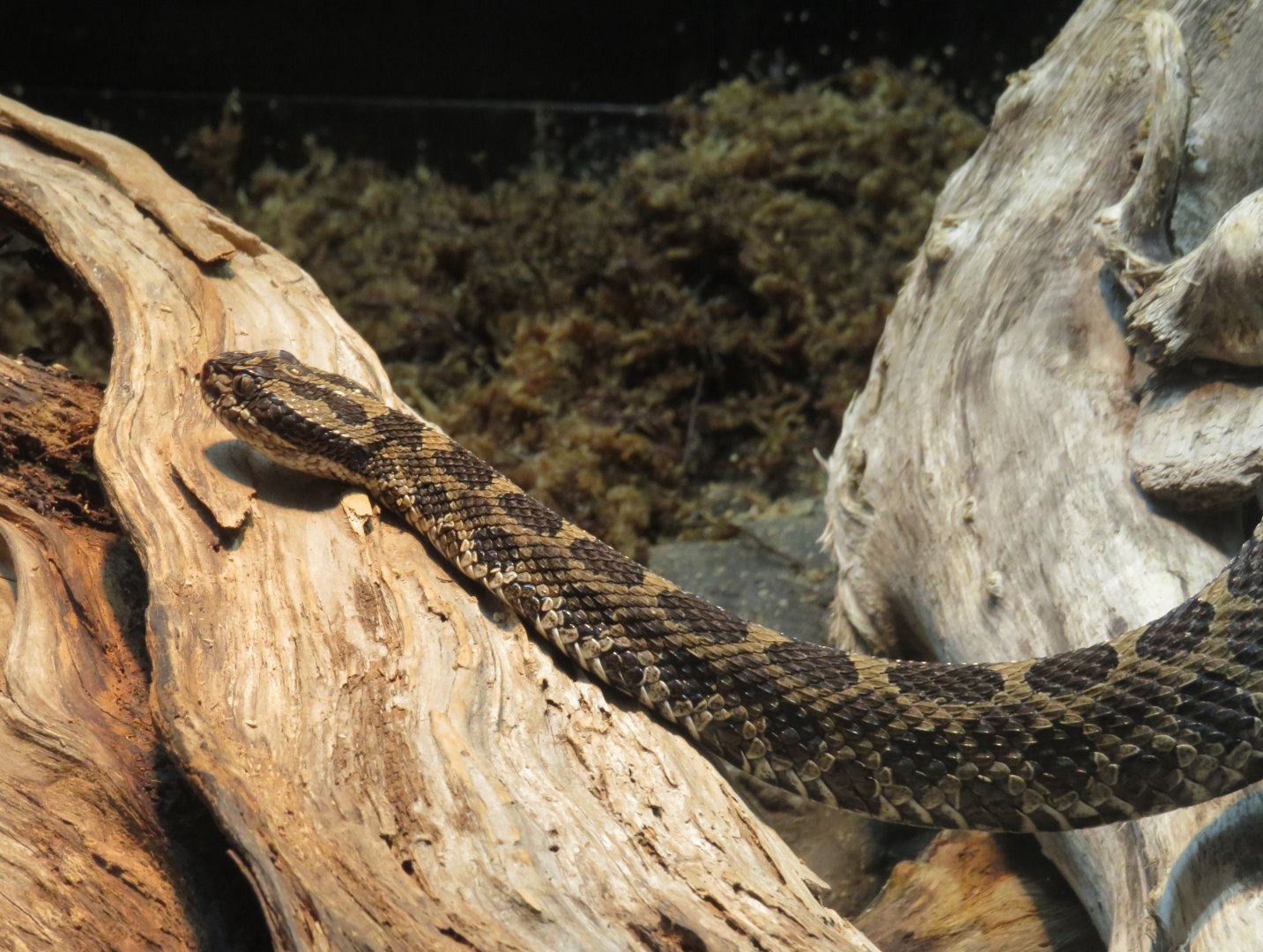 Massasauga rattlesnake