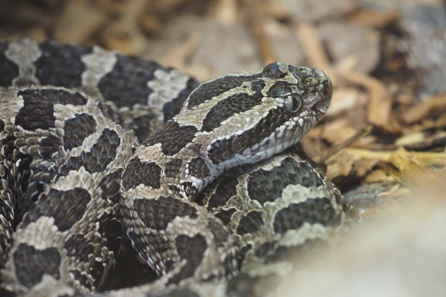 Massasauga rattlesnake