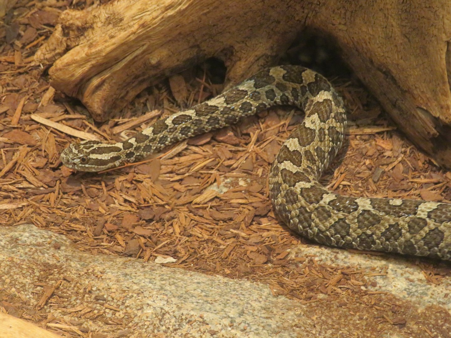 Massasauga