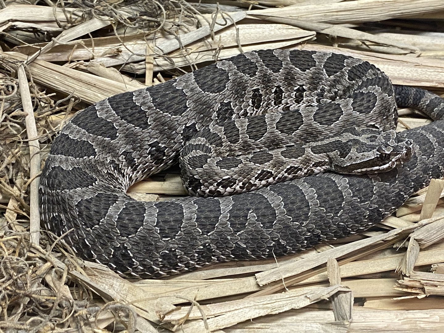 Massasauga