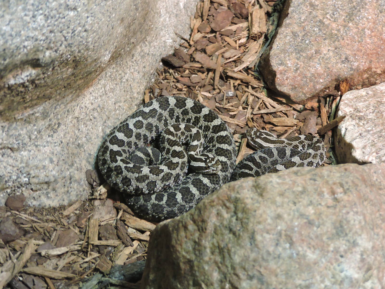 Massassaga Rattlesnakes