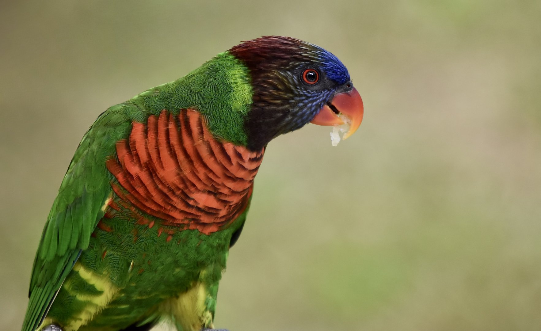 Massena's Lorikeet (Trichoglossus haematodus massena)