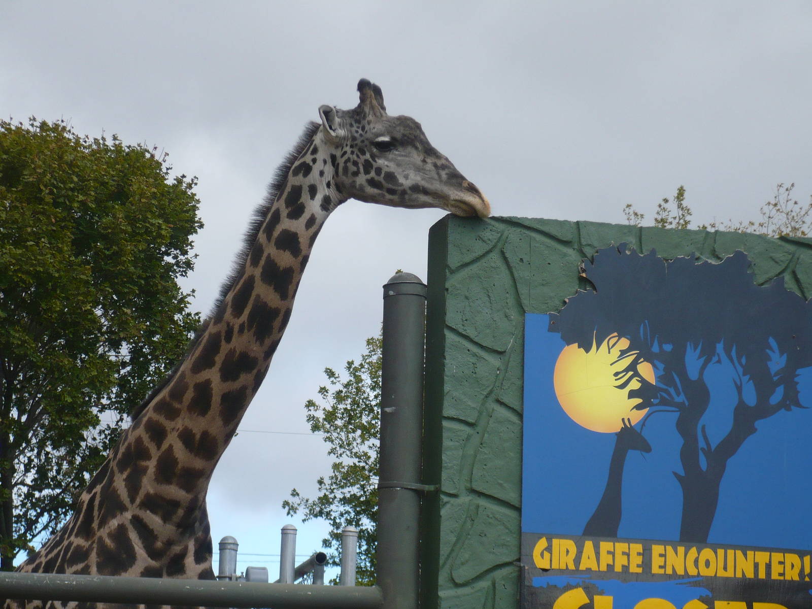 Massi Giraffe