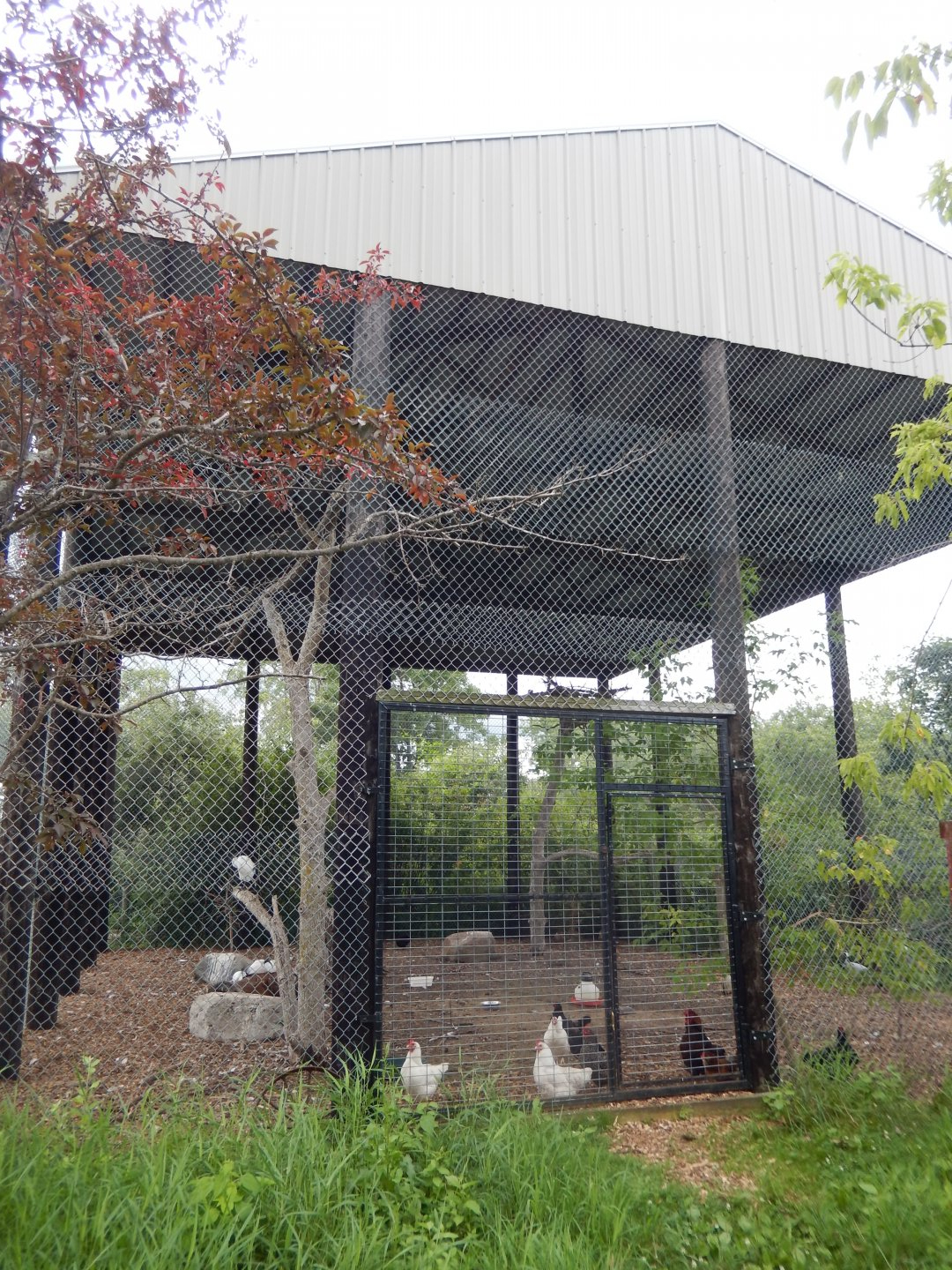 Massive Bird Exhibit