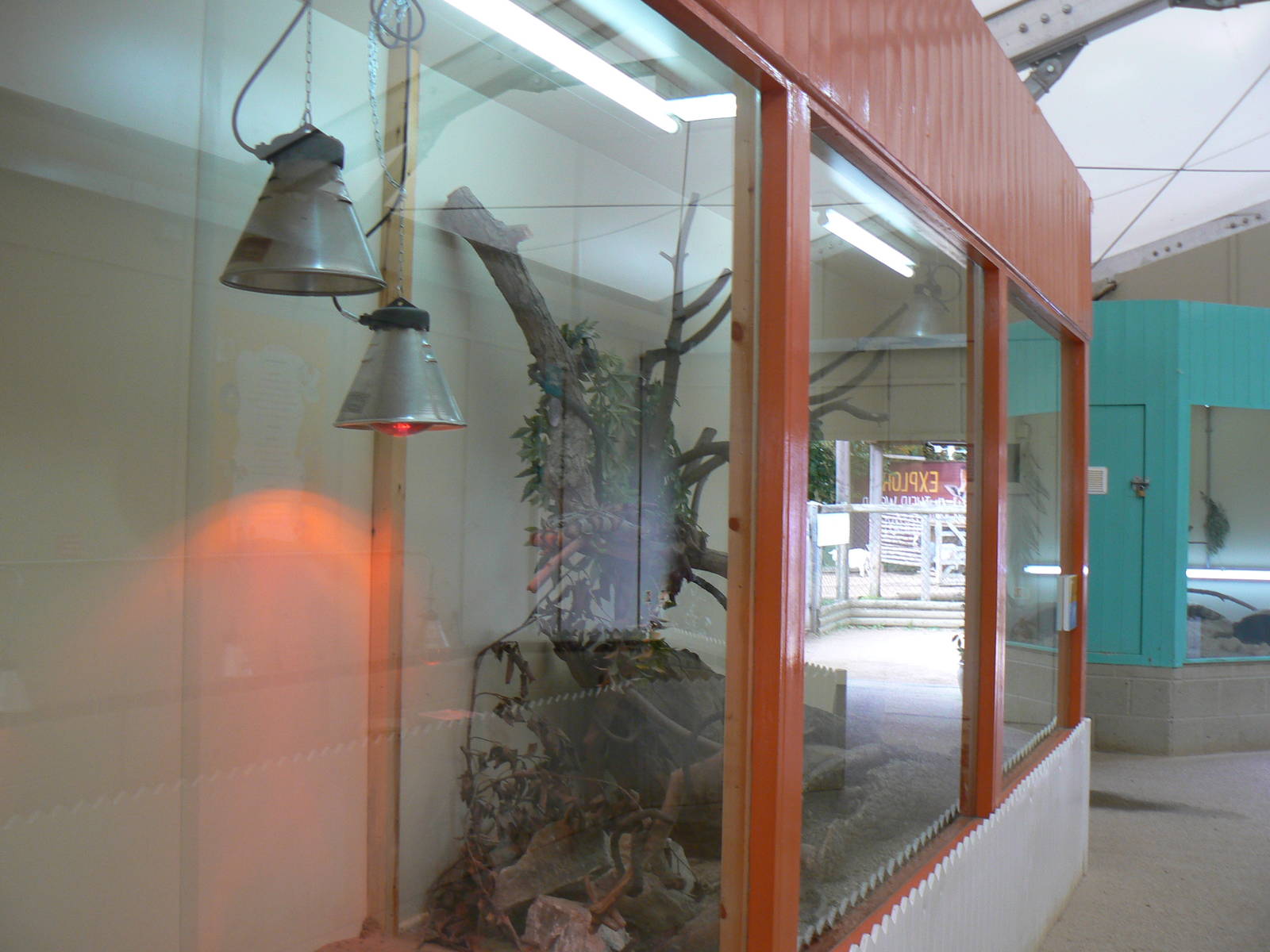 Massive Cornsnake Tank In Pets At Twycross- 17 October 2015