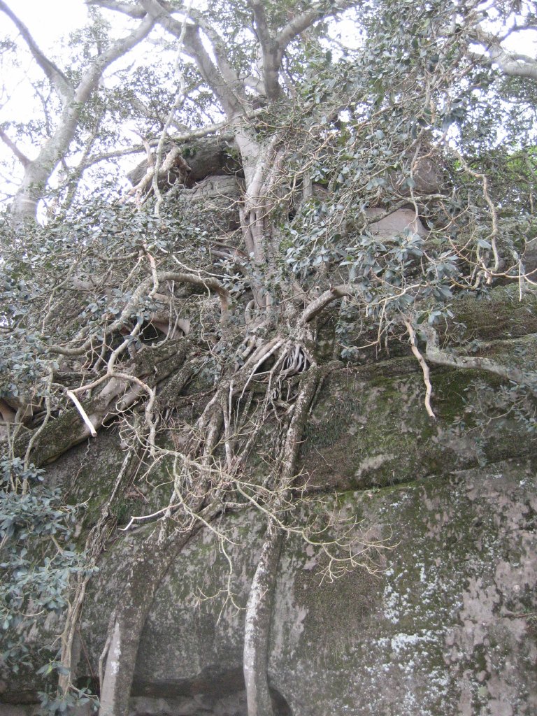 Massive fig growing on gigantic boulder