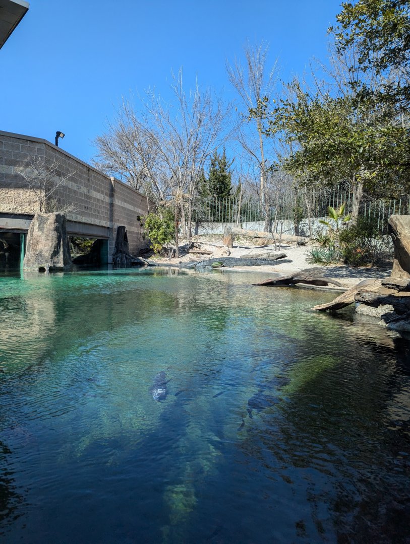 Massive Gharial pool