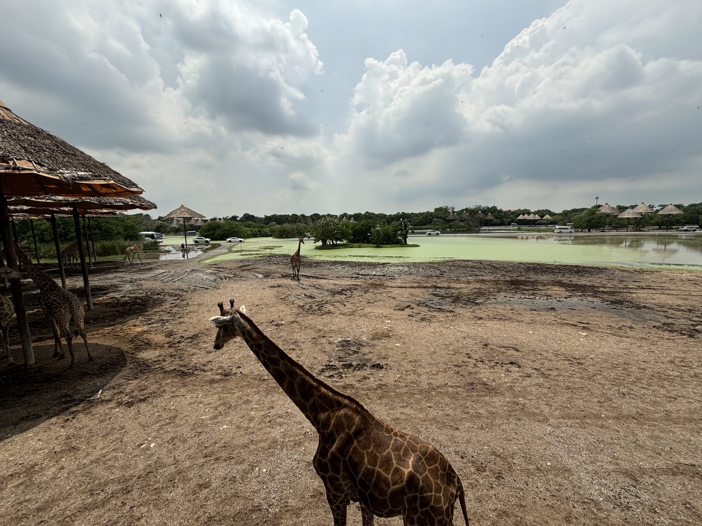 Massive Giraffe Exhibit