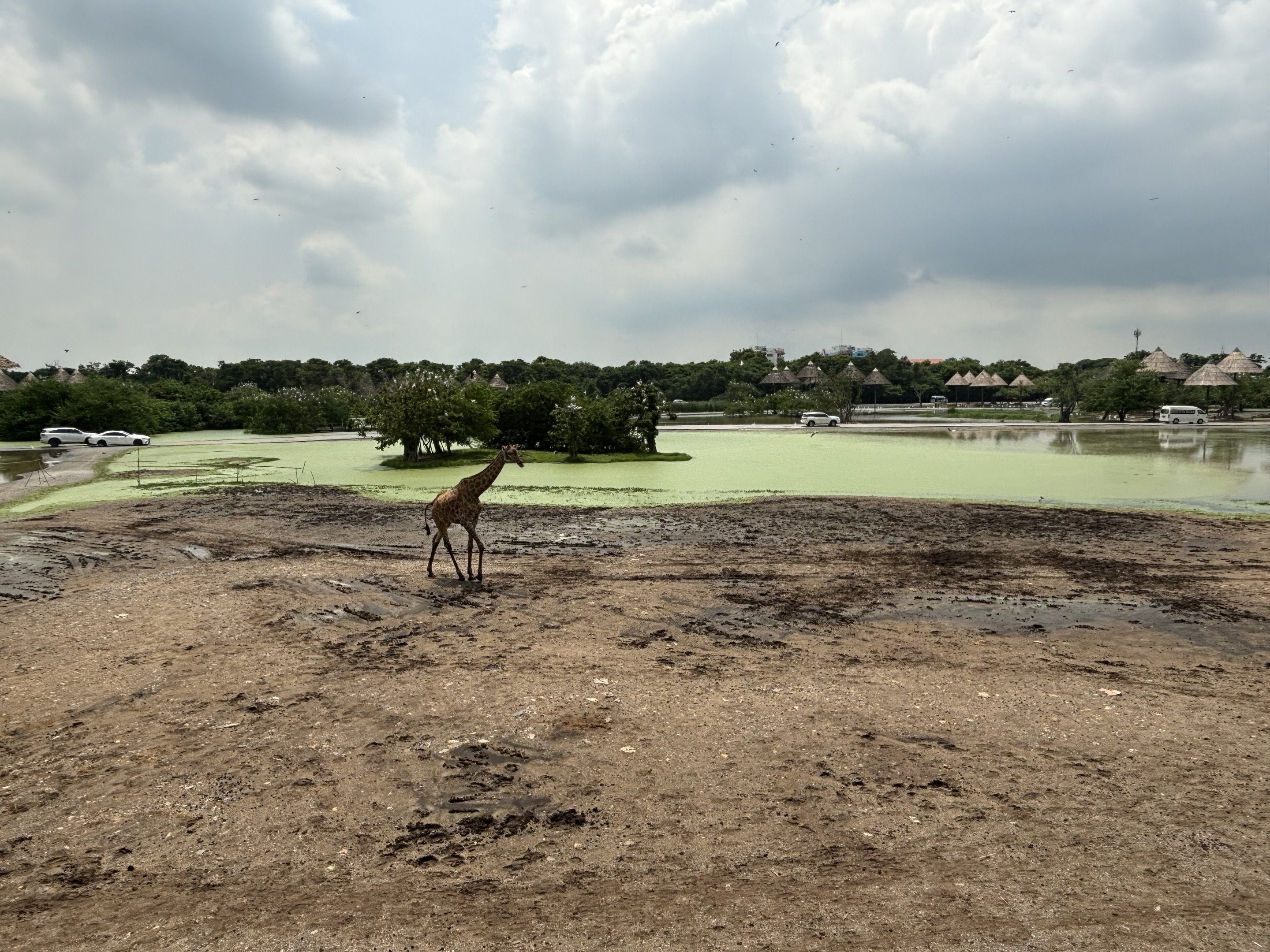 Massive Giraffe Exhibit