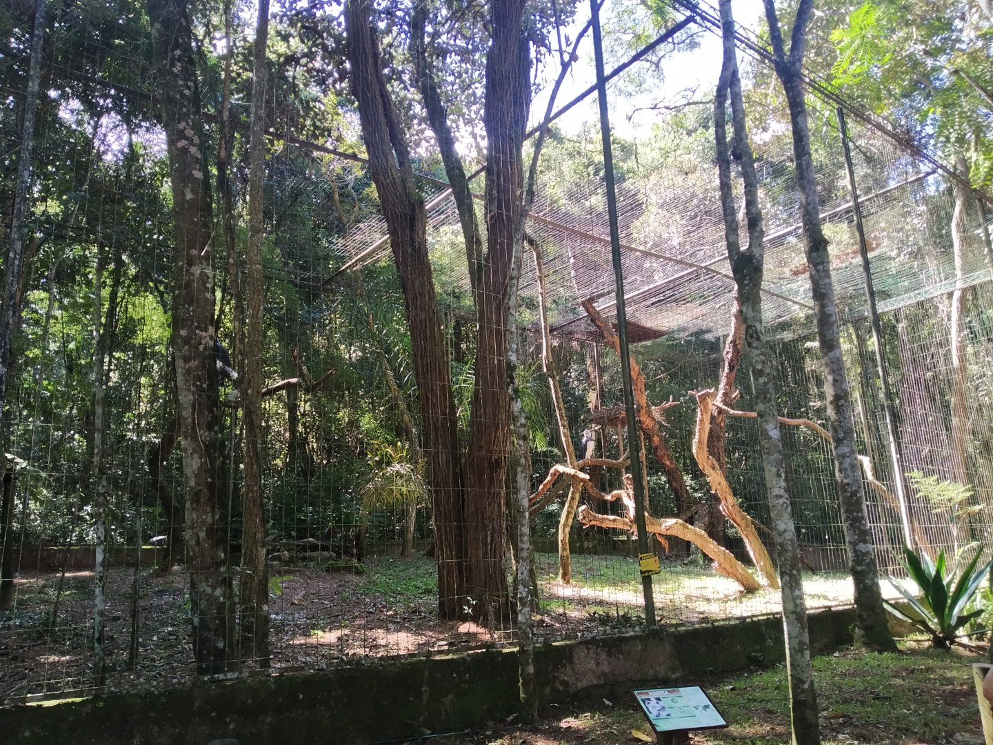 Massive harpy eagle aviary