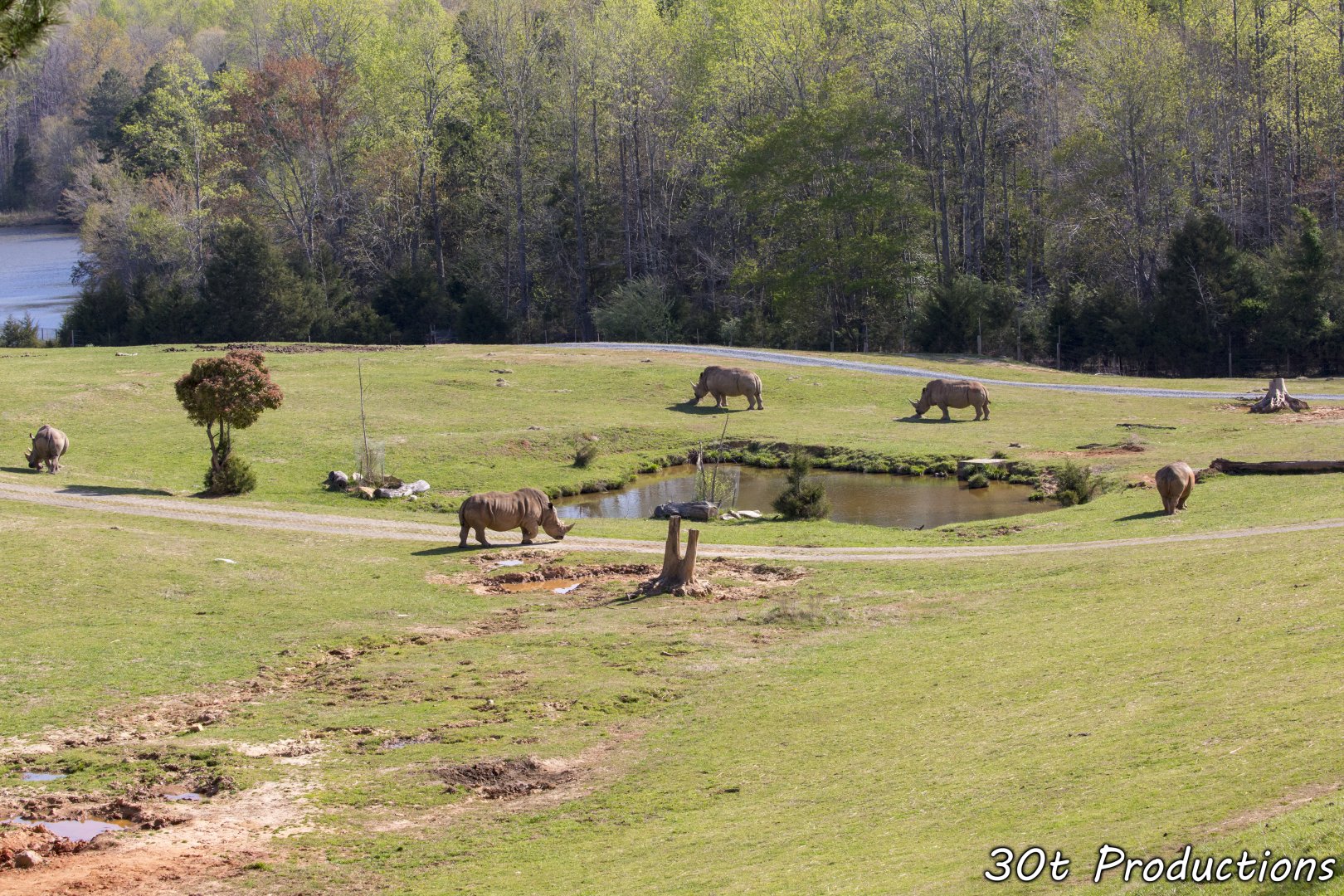 Massive mixed species exhibit