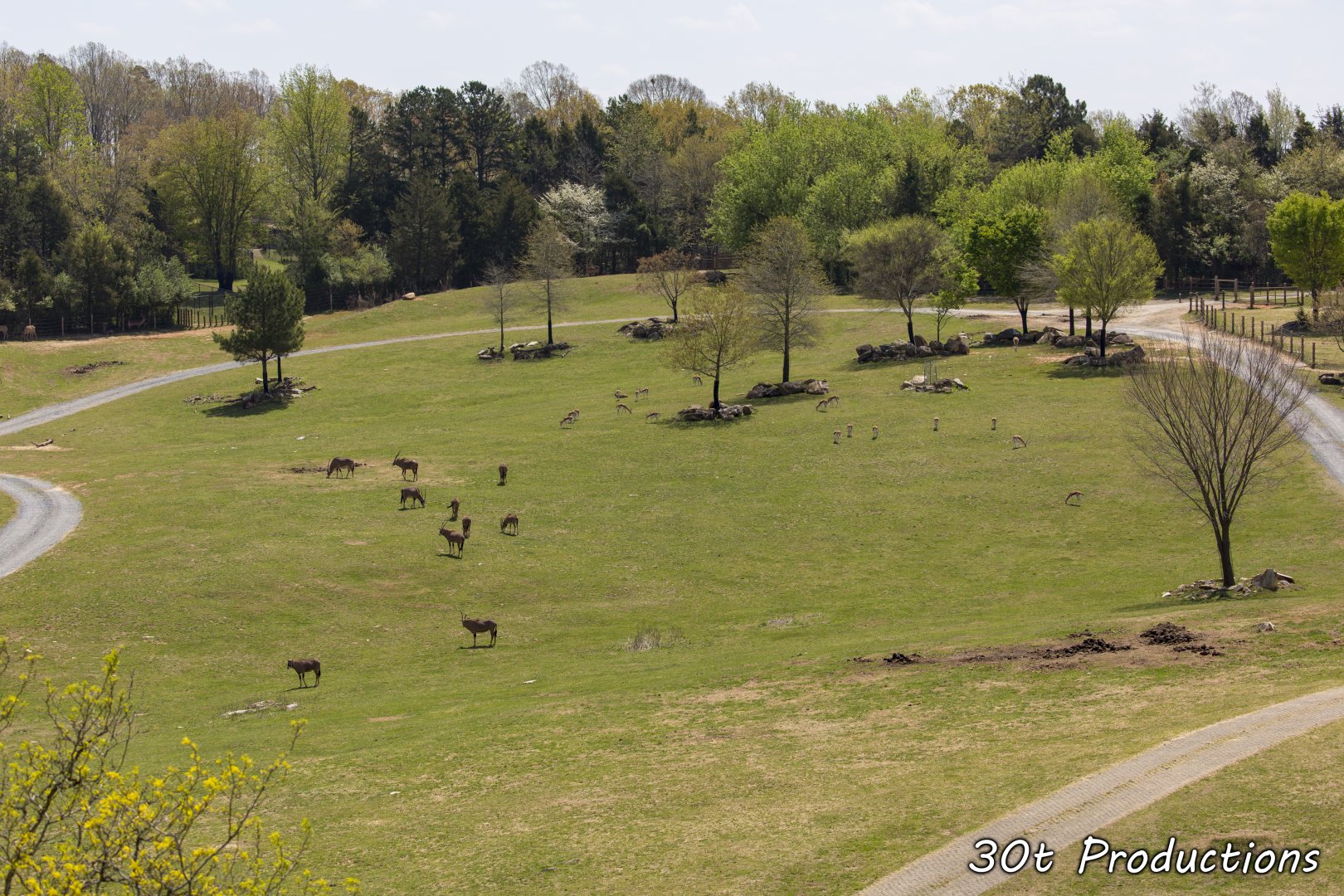 Massive mixed species exhibit