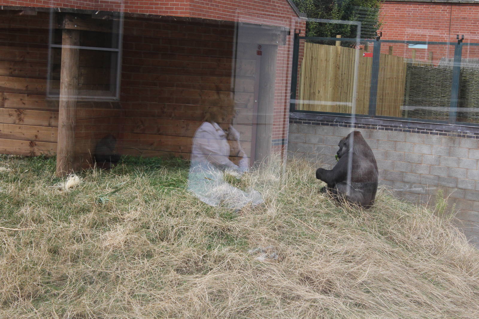 Massive problems trying to photograph through glass at Gorilla enclosure. 1