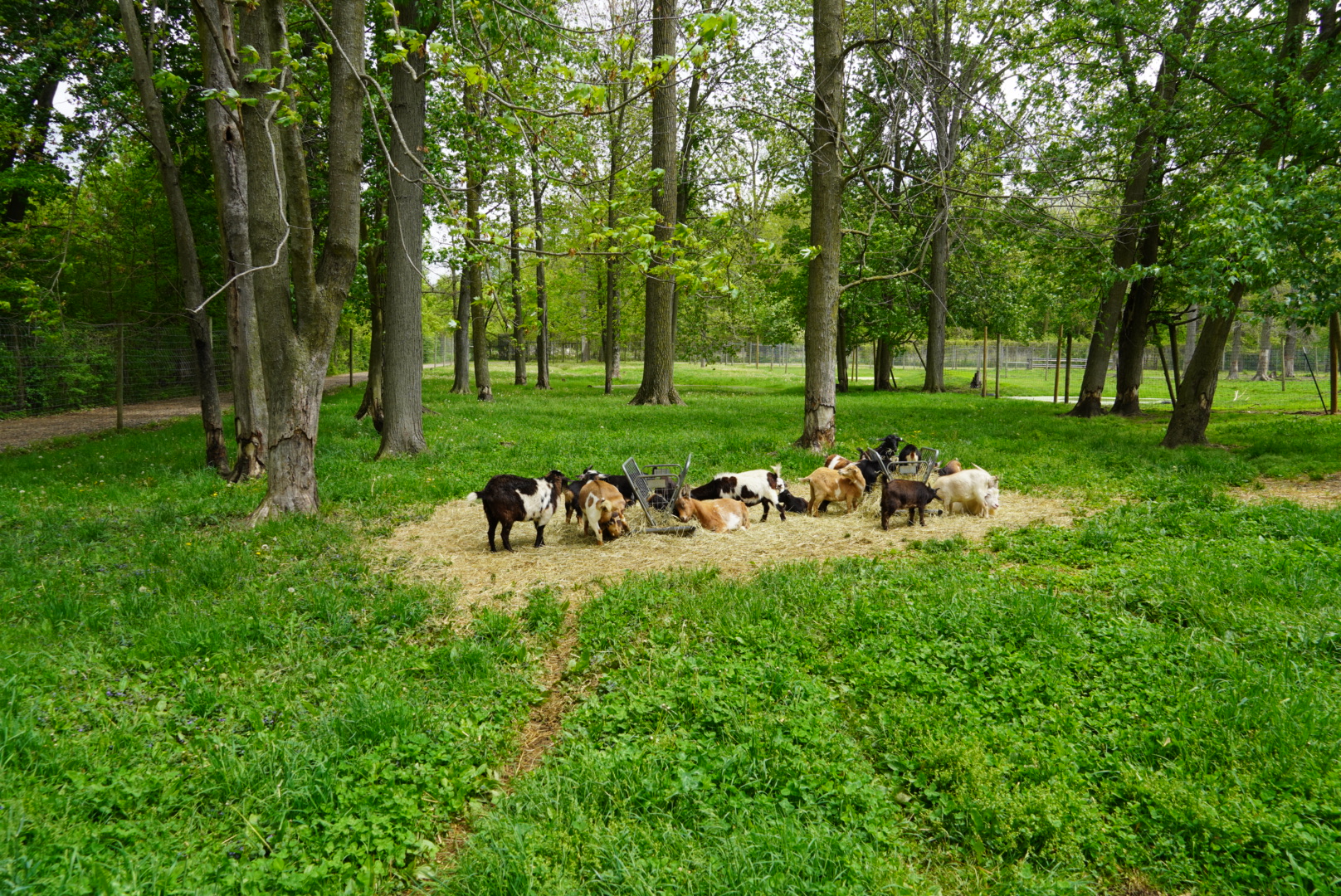 Massive Pygmy Goat Habitat
