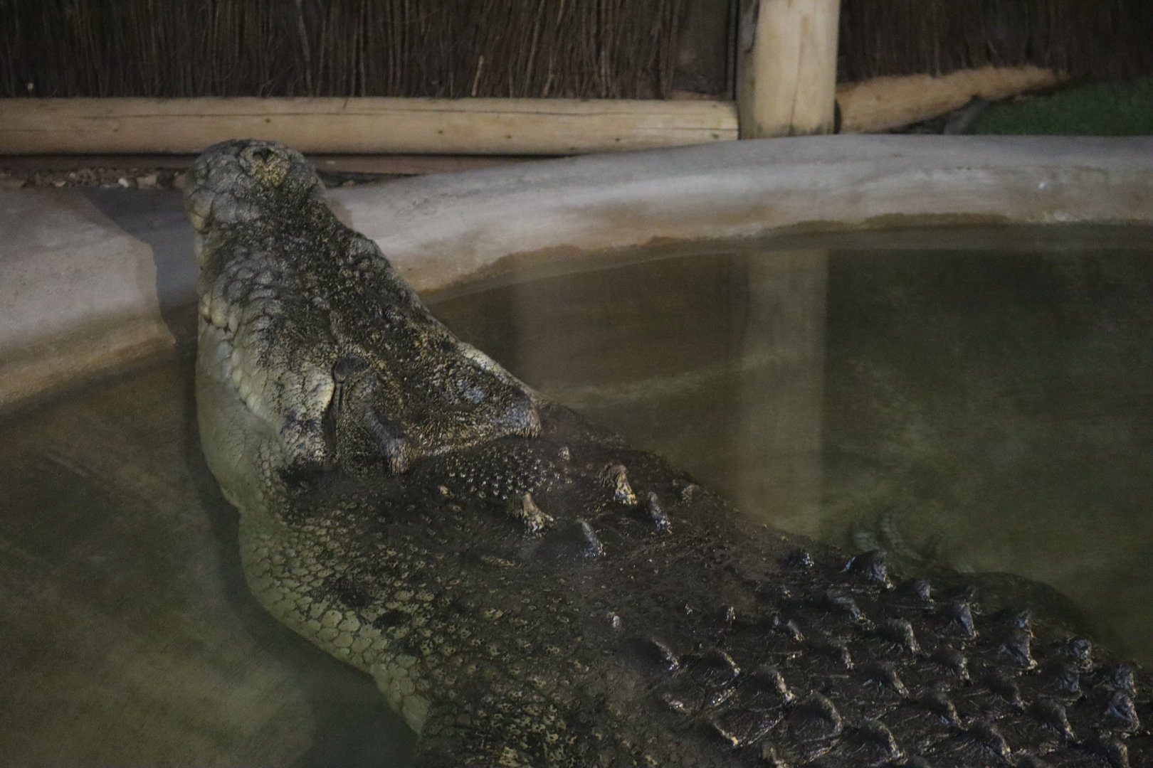 Massive Saltwater Crocodile