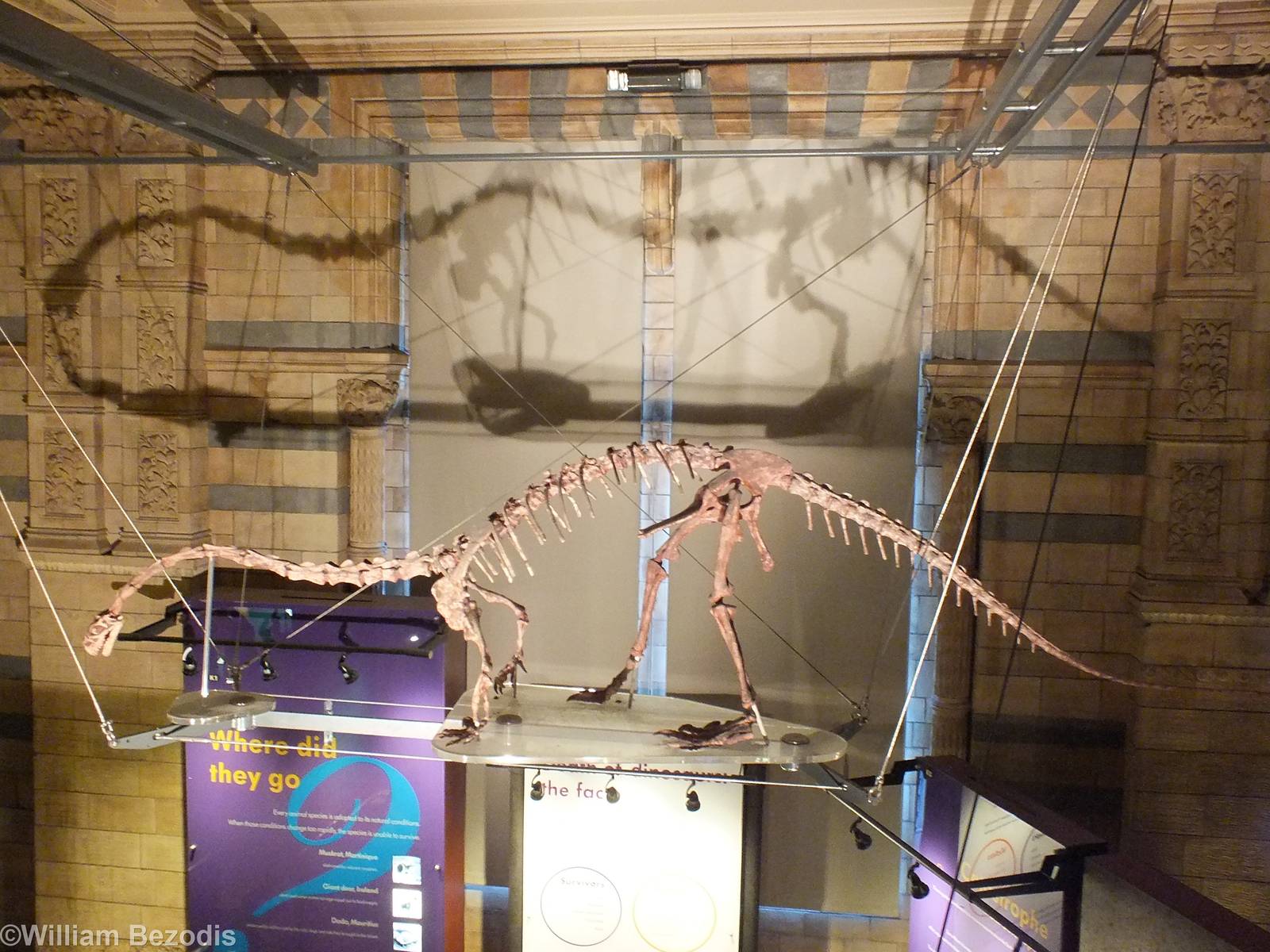 Massospondylus carinatus - NHM London