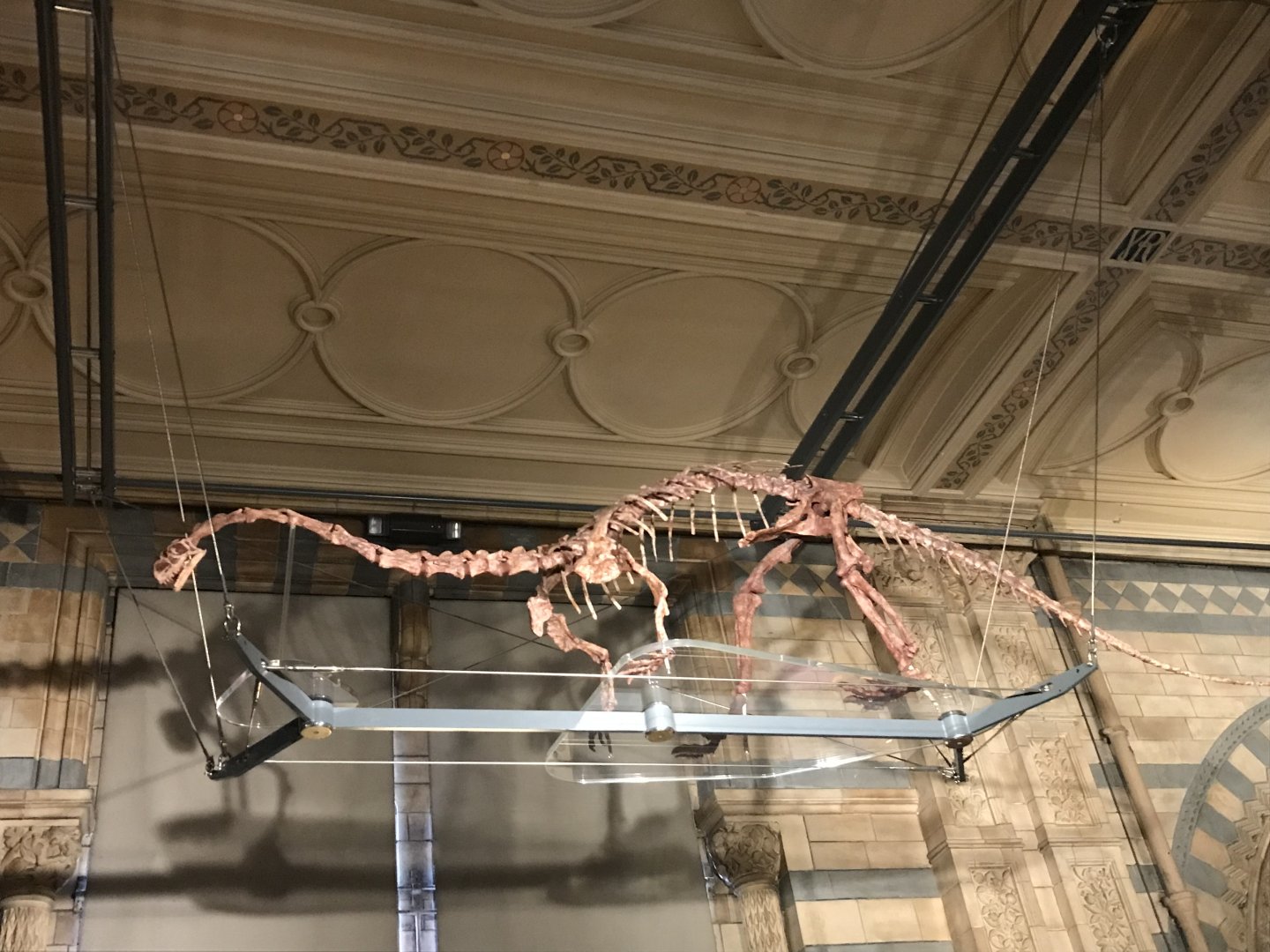 Massospondylus skeleton