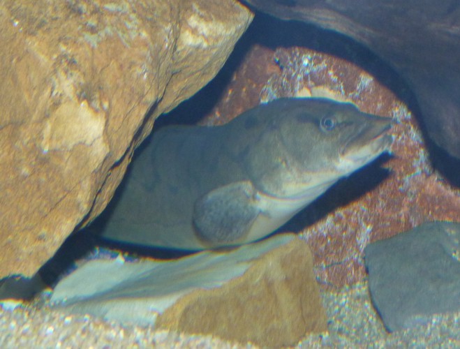 Mastacembelus armatus