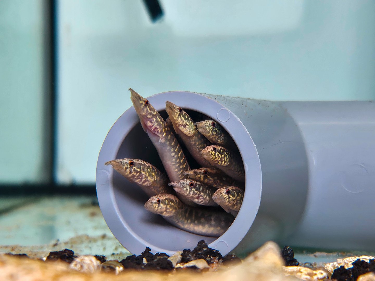 Mastacembelus cryptacanthus (Starry Night Spiny Eel)