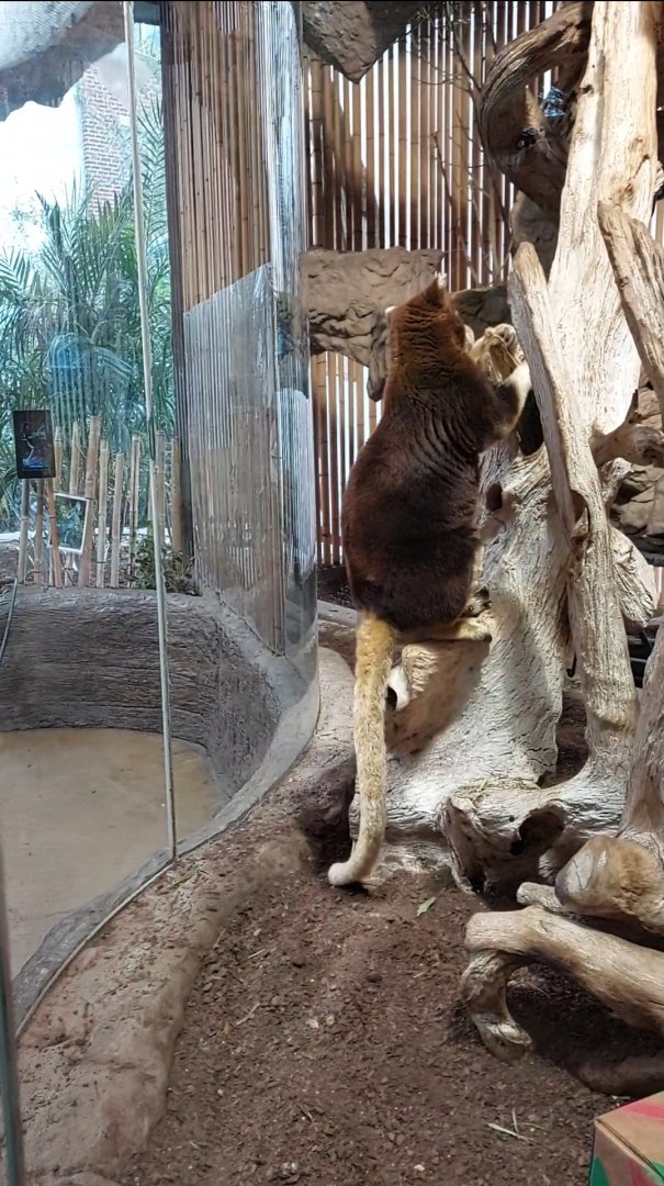 Mastchie's Tree Kangaroo Exhibit