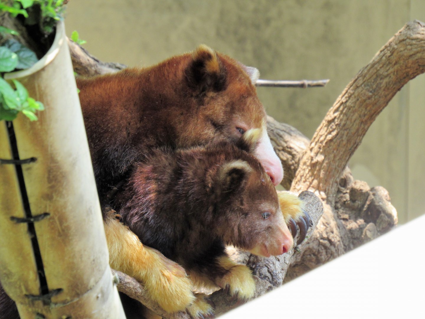 Mastchie's Tree Kangaroo (mom and joey)